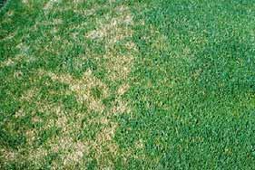 Dollar Spot Dollar Spot Small Blighted Areas Hourglass Lesion Girdles Blade Colored Band on Lesion Edge Dollar spots are most common to Kentucky Bluegrass, Bent Grass, and Bermuda in humid climates.