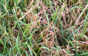 The spots may merge to form large patches several feet wide Dollar spot is most common during warm, wet weather with heavy dews and in those lawns with low levels of nitrogen.