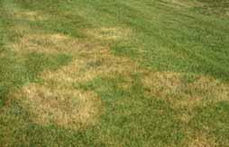 In severe cases, Fungicide treatments may be needed to stop the damage from getting any worse and rescue the rest of the lawn from infection.