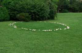 Fairy Rings Fairy Rings can grow in most grasses, and are distinguishable by circular rings filled with fast-growing, dark-green grass.
