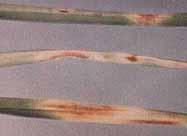 Leaf Spot/Melting Out Brown to Purple Lesions (spots) on Blades Irregular Dying Areas of Grass Lesions on Grass in Margins of Dead Areas Leaf spot-melting Out Brown to purple lesions (spots on blades.