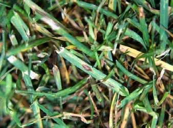 Use a slow release nitrogen when fertilizing, aerate and detach lawn.