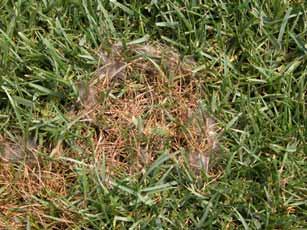 Pythium Blight Irregularly shaded spots of wilted brown grass. Cobweb-like mass of fungus on moist nights or mornings.