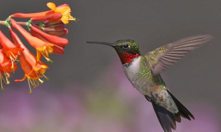 Select a variety of plants to provide nectar throughout the growing season. Nesting hummers need nectar from March to September and are aggressive/territorial around their food source.