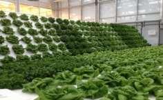 The Potential of the Aeroponics Technique: Aeroponics is a research tool for nutrient uptake, monitoring of plant health and optimization of crops grown in closed environment.