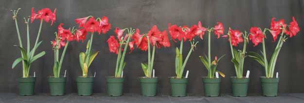 Effects of 60-, 120-, and 180-minute pre-plant bulb soaks in 100 ppm Piccolo (paclobutrazol), 100 ppm Topflor (flurprimidol) and 25 ppm Sumagic (uniconazole) on growth and development of amaryllis