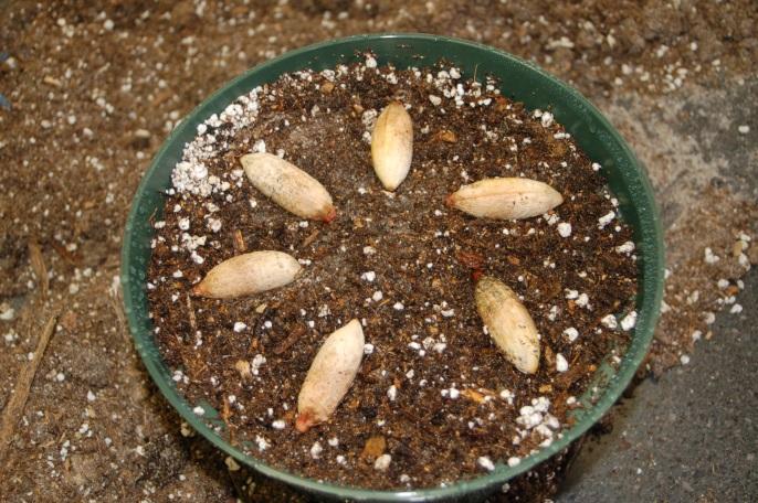 It is important to remember when collecting seeds to be propagated that there are two main types of seed: fleshy and dry. Fleshy seeds are packaged inside fruits and are usually dispersed by animals.