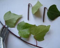 Herbaceous Cuttings Leaf-bud cuttings cut bud and leaf from stem cut