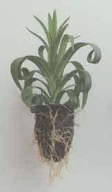 Woody & Semi Woody Cuttings Rooting Of Cuttings *Mature root system= roots hold soil, so soil doesn t t crumble