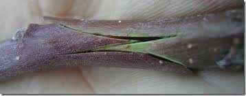 produce sufficient roots. E.g.: Air layering of Limonium dendroides GRAFTING Grafting or Graf tage is a horticultural technique where by tissue from one plant are inserted into those another.