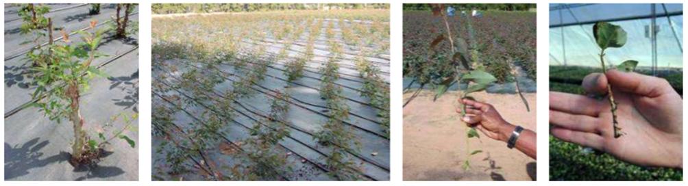Figure 1. Conventional vegetative propagation using macro-cuttings from hedges grown in the open. Mini-cuttings 1. Characteristics of mini-cutting.