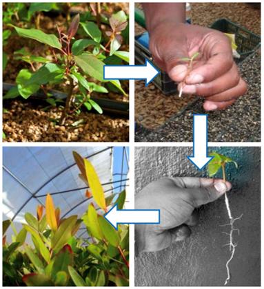 Figure 3. Planting procedure.