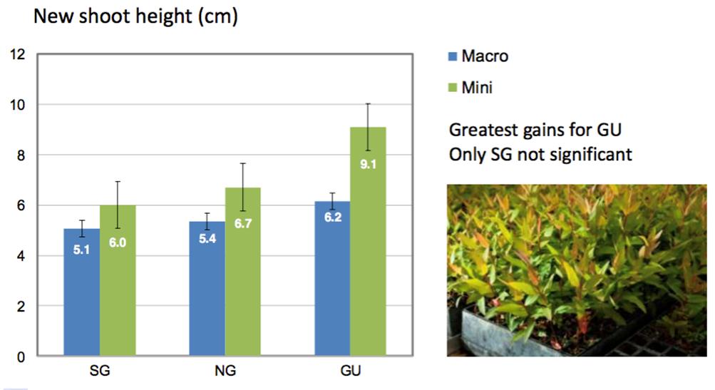 Plant quality at 12 weeks for the three clones SG (E. smithii E. grandis), NG (E. nitens E. grandis), GU (E. grandis E.