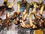 Rhizome- Propagation Rooting Cuttings Division - Propagation is generally done by division,