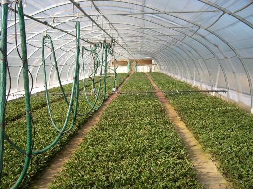 Mist boom travels across greenhouse, replaces stationary mist nozzles Layering A form of