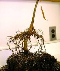 mother plant Once roots develop, the stem is detached and established on its own Layer term