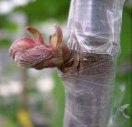 bud and a small section of the stem