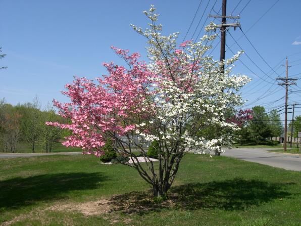Limitations of Grafting Multicolor Dogwood Grafting is more expensive than rooting cuttings as