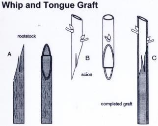 edu for more information Detached Scion Graftage: Apical Grafts Splice (Whip) Graft Very simple graft consisting