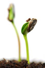 What does a viable seed need to germinate?
