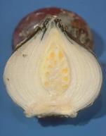 (rhizome, stem, tuber, tuberous root) Bulbs Bulbs are produced mainly by monocots A bulb is a