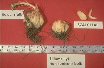 daughter bulb Non-Tunicate Bulbs Lily is the main species found in this group The scales are