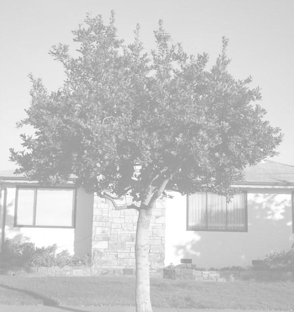 Request for Planting of New Street Tree A property owner in San Leandro who desires a City tree, and has room within the public right-of-way, may request to have a new tree planted at a cost of $100