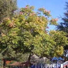 Ginkgo (Ginkgo biloba "Autumn Gold") Very slow growth Up to 10 feet in 10 years Matures to 35 50 feet tall Light green, fan-shaped leaves that turn brilliant yellow in the Fall Fruitless Requires