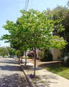 Spring Large brown, purple, or green pods, fruiting in Summer Requires some summer watering, even after it is established Tree Maintenance and Care Tree Removal Trees planted in an urban environment