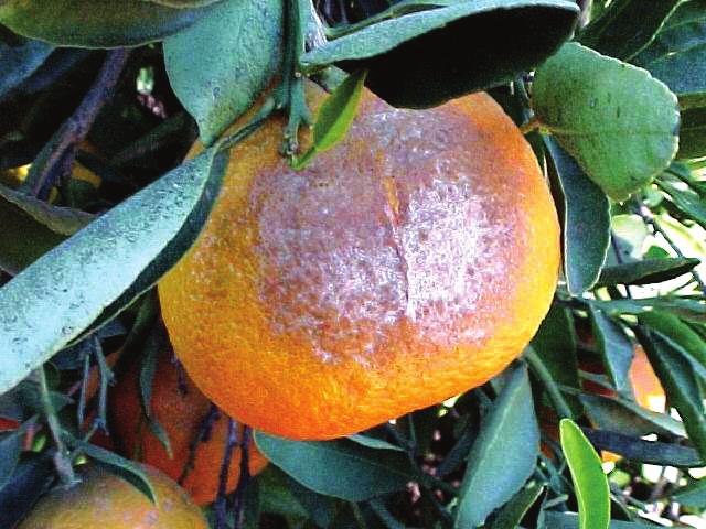 Dry Juice Sacs (Granulation): Oranges, grapefruit and tangerines are affected; especially those budded on rough lemon, volkameriana, macrophylla and trifoliate