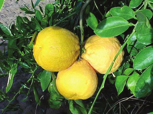 Thick Peel and Puffy, Misshapen Fruit: A natural response of young citrus to the heat and low humidity of the
