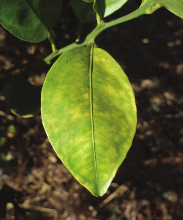 Occurs mostly on the older growth. Leaves also fall prematurely.