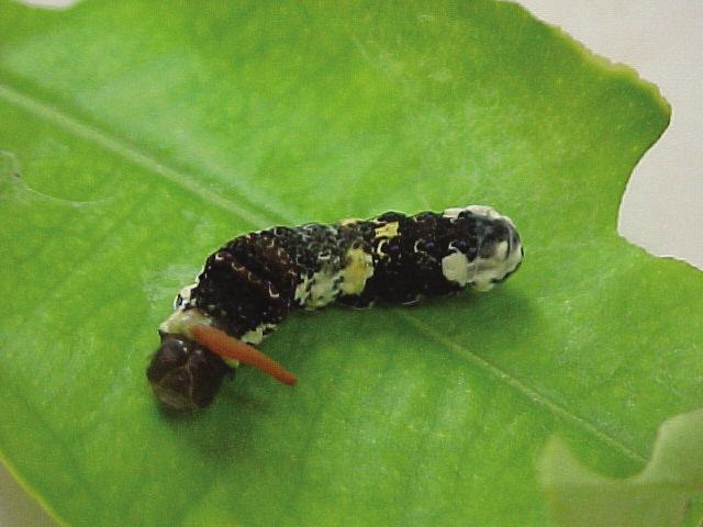Leaves Cut, Chewed: Tattered edges - Orange Dog Caterpillar, Grasshoppers, Crickets, Weevils. Round edges - Leaf-Cutter Bees.