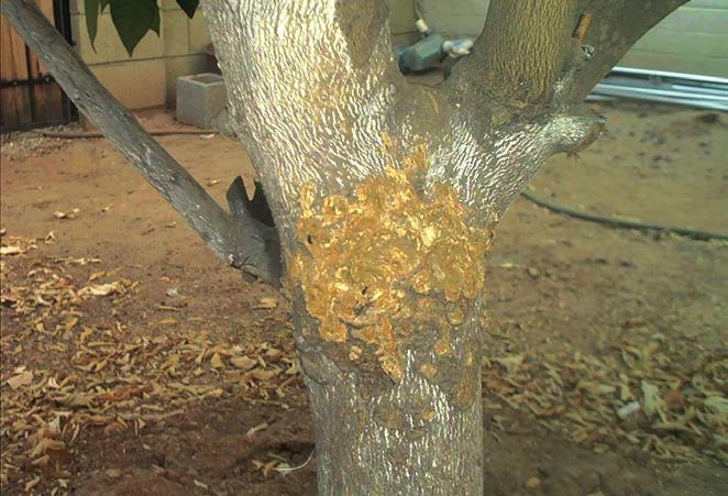 PROBLEMS OF BRANCHES, TRUNK OR ENTIRE TREE Lack of Growth and Stunting of Entire Tree: Tree planted too deep, improper