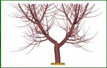 The L-PEACH model can simulate a reasonable in silico representation of a peach tree that can be pruned to
