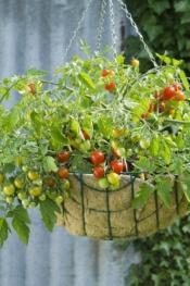Selections Cherry Tomatoes Though fruit is petite, vines can be huge, go with dwarf types.