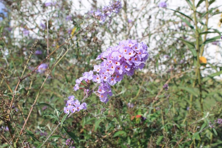 Butterfly bush Nectar plants Phlox, coneflower,