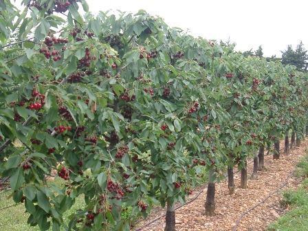 Fruiting Wall and Other High-Density Training Systems G. Charlot, Ctifl, centre de Balandran (FRANCE) In France, cherry trees are usually trained to an open vase system.