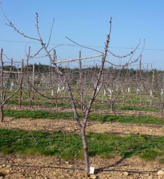 Choice of the rootstocks The rootstocks must be productive to very productive, dependant upon the soil fertility, the vigor of the varieties and shape of the trees (axis, biaxis, palmette) : Gisela