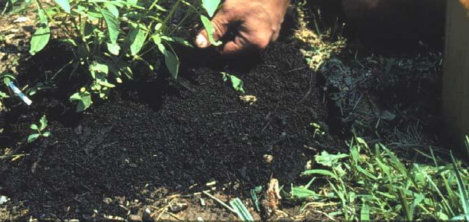 Not readily leached from the topsoil Compost contains many trace