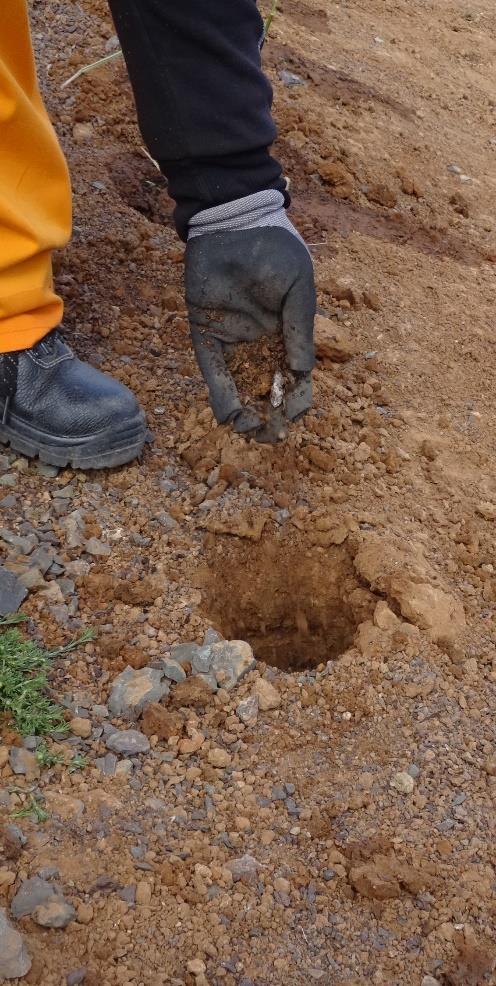 Excavation of the plant holes was carried out using the modified hand auger, inserting 10 grams of Gromor, an organic supplement, into the prepared plant holes, into