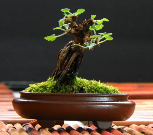 Ken held this same workshop last year at a Bonsai Show in Michigan for $40.