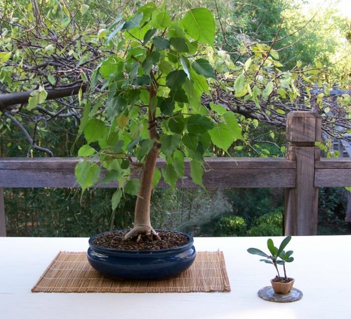 Bo-Tree, Ficus religiosa. San Jose Juniper. Japanese Maple. Kingsville Boxwood. NOVEMBER BONSAI By John Miller When you read guidelines do you read 'can' as 'should'.