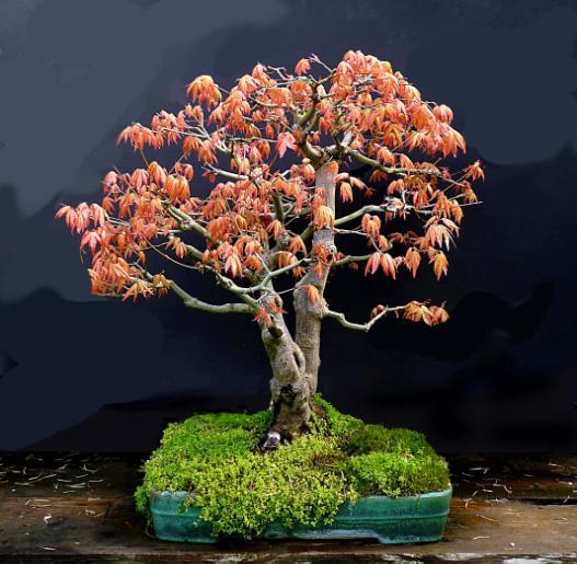 Contents: Field Day 2 VIRAGS bonsai 3 Beginner s Luck?