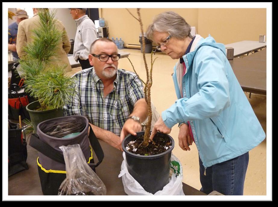 We asked that members bring in trees to style, and/or seek advice on at April meeting. George H.