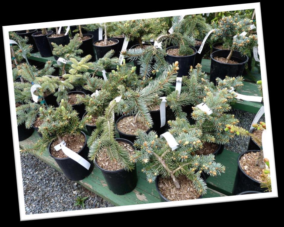 Favourite Garden Centres The Vancouver Island Bonsai Society Welcome to another in a series of very short articles