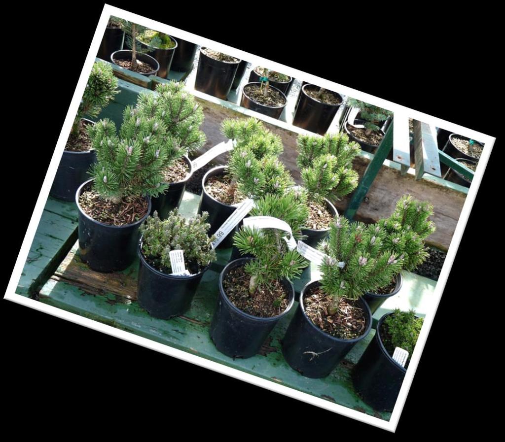 This month: Elk Lake Garden Centre 5450 Patricia Bay Highway, Victoria 250-658-8812 While not specifically bonsai
