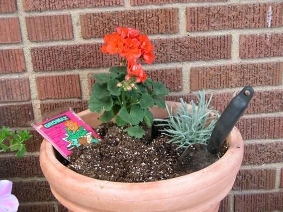 If you have large cast iron or concrete planters, grow the plants in