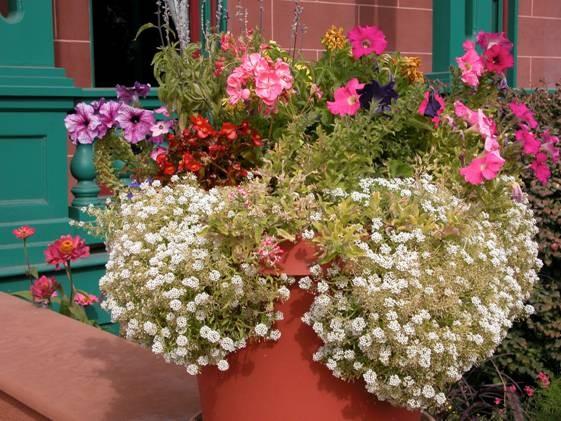 Among the popular gardening trends of the past few years is