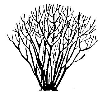 KEEPING THE NATURAL SHAPE Pruning promotes compact growth and should develop the natural shape of the plant.